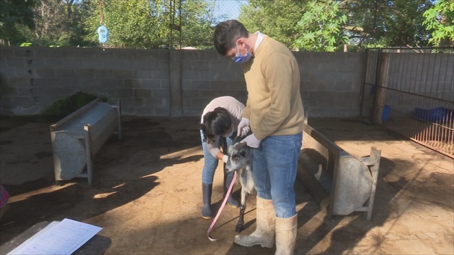 Conocé el trabajo que se realiza en el Centro Experimental Caprino en finca El Manantial