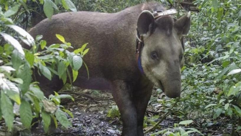 El Tapir Ya Se Encuentra En Las Yungas Tucumanas Medios Unt